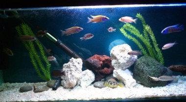 淡水鱼缸的鱼类放养