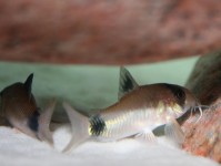 物种聚焦：新发现的鼠鱼品种