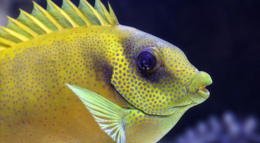 及时发现鱼类异常迹象的实用技巧（避免为时过晚）