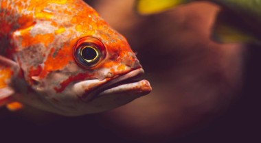 口孵式非洲慈鲷的繁殖