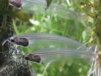 最受欢迎的淡水水族箱鲶鱼