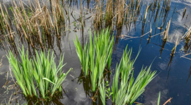 如何在十月照料你的池塘