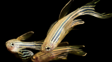 有耐寒的热带鱼吗？