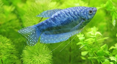 在家用水族箱中繁殖丽丽鱼的小贴士