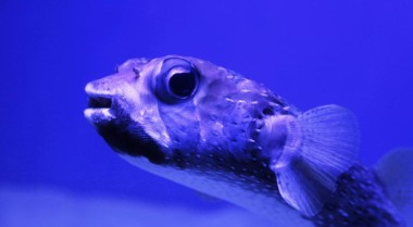 饲养汽水和淡水河豚的护理指南