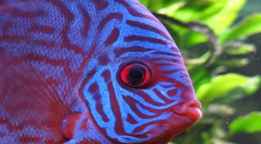 如何降低水族箱中的pH值？