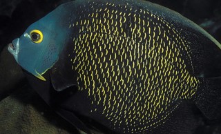 什么是最佳海水鱼食？