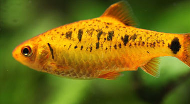 不想要加热器？为温带鱼类设置鱼缸