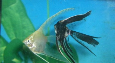 如何人道地对鱼类实施安乐死