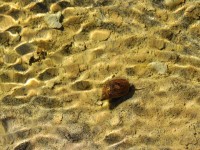 关于彩蛋螺你需要知道的一切