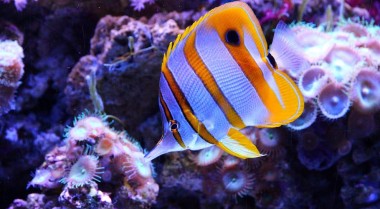 为你的珊瑚礁水族箱选择合适的蝴蝶鱼