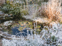 如何为池塘做冬季防护