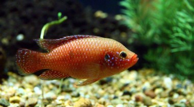 淡水水族箱水质检测