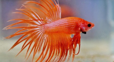 关于斗鱼的常见误区