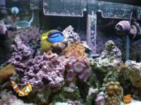 你知道你在喂鱼什么吗？