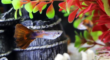 春季清洁：如何清洁旧鱼缸并赋予其新生命