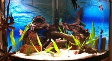 何时以及如何升级到更大的水族箱