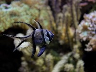 为海水水族箱选择合适的温度