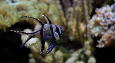 为海水水族箱选择合适的温度