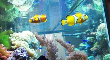 如何制作自动喂鱼器