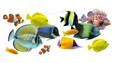 如何解决珊瑚养殖中的五个最大问题