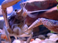 物种聚焦：在家饲养淡水小龙虾