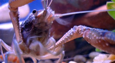 物种聚焦：在家饲养淡水小龙虾