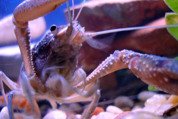 物种聚焦：在家饲养淡水小龙虾