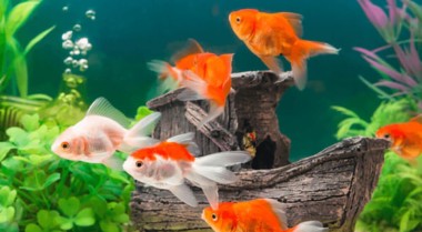 如何设置冷水鱼缸