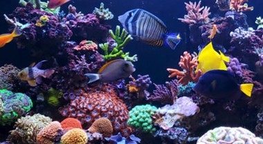 设置海水水族箱我需要什么？