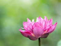 池塘植物新手种植指南：打造你的花园池塘