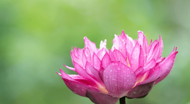 池塘植物新手种植指南：打造你的花园池塘
