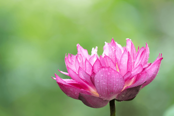 池塘植物新手种植指南：打造你的花园池塘