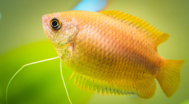 我的鱼缸需要哪些测试剂？