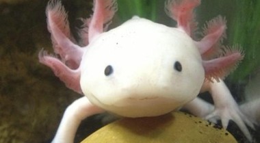 物种聚焦：墨西哥钝口螈