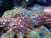 海水水族箱五大最艳丽珊瑚