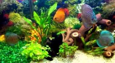 什么是生物群落水族箱？