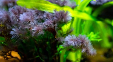 如何去除黑毛藻