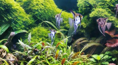 水族箱硬景观指南