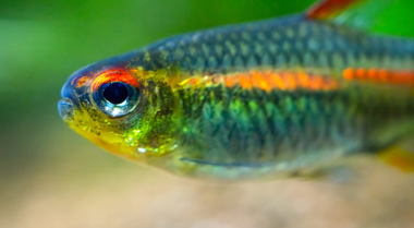 我可以多久往鱼缸里添加一次鱼？