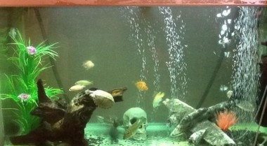 为水族箱适当增氧