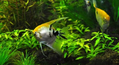 常见慈鲷疾病的识别与治疗