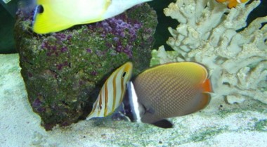 海水水族箱人工繁殖鱼