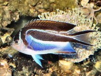 新闻：市场上出现的独特物种