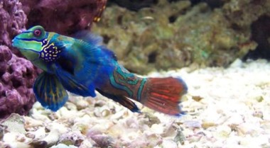 多彩青蛙鱼的饲养与繁殖