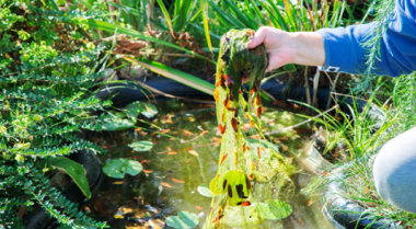 如何去除池塘中的丝藻