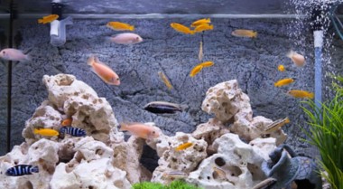 我的鱼缸需要什么砾石？