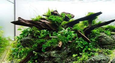 如何为水草缸造景