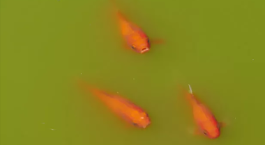 用于池塘藻类的UV灯：它如何工作以及为什么使用它？