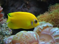 海水神仙鱼的挑选与护理